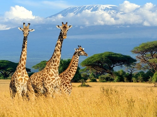 Kenya Travel Insurance