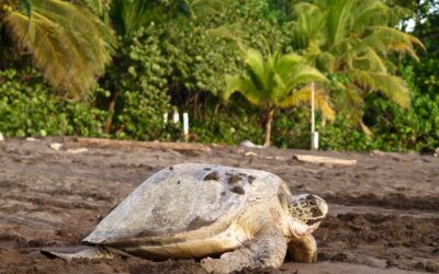 Costa Rica Travel Insurance Requirements: What Travelers Need to Know in 2026